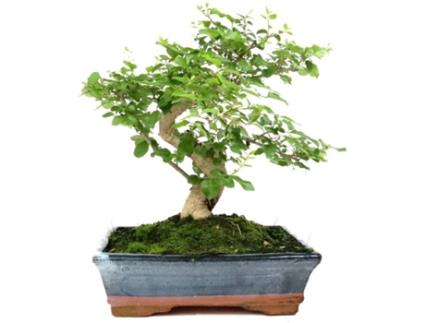 Bonsai LUSO BONSAI Ligustrum
