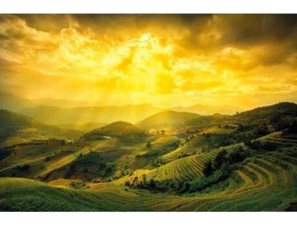 Póster DELE Yen Bai Rice Fields Vietnã (91.5x61 cm)