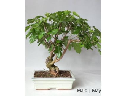 Amoreira Bonsai LUSO-BONSAI  de 12 anos