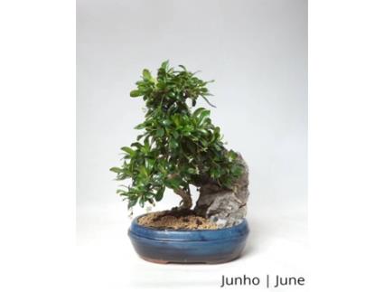 Carmona Bonsai LUSO-BONSAI  de 12 anos