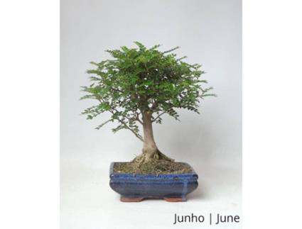 Operculicarya Bonsai LUSO-BONSAI  de 7 anos