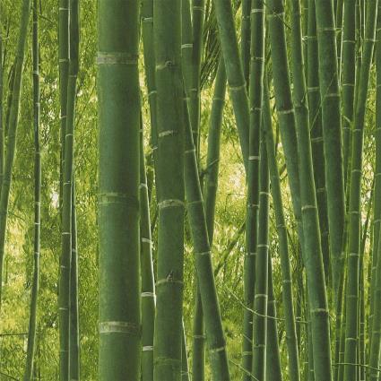Papel de parede BAMBU VERDE