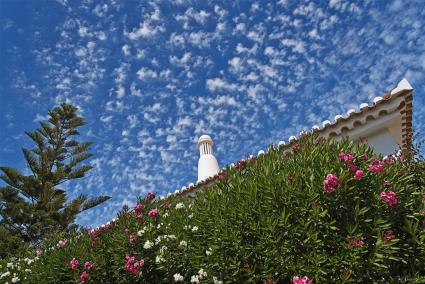 Tela regional ALGARVE ALGODÃO NO CÉU