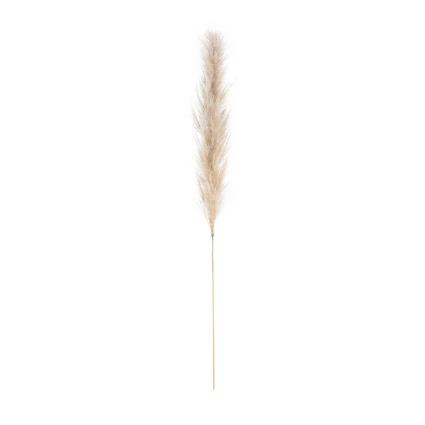 Interieurs Erva-das pampas, Kenia