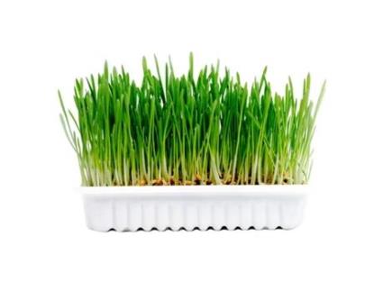 Erva gateira DUVO+ (Quantidade: 100 g)