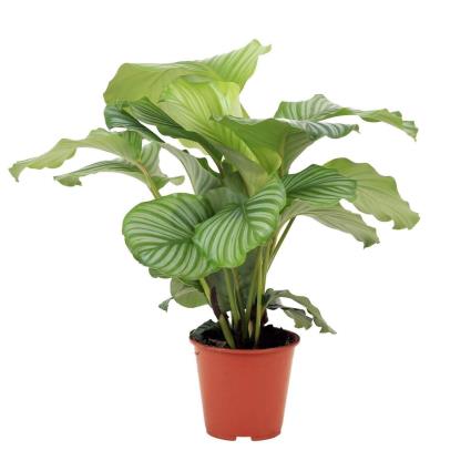 Bioma Plants Planta Calathea orbifolia, BIOMA