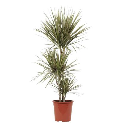 Bioma Plants Planta Dracaena marginata bicolor, BIOMA