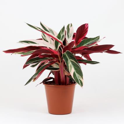 Bioma Plants Planta Calathea triostar, BIOMA