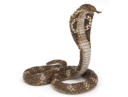 Figura  Cobra Real