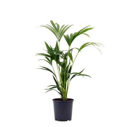 Bioma Plants Planta Palmeira kentia, BIOMA