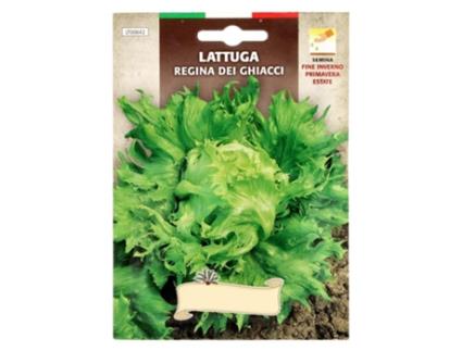 Semillas lechuga reina del hielo (7 gramos) semillas verduras, horticultura, horticola, semillas huerto.