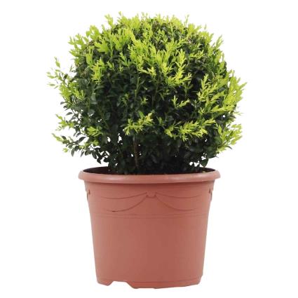 Bioma Plants Planta Arbusto Bola, BIOMA