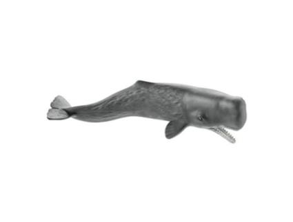Figura  Cachalote