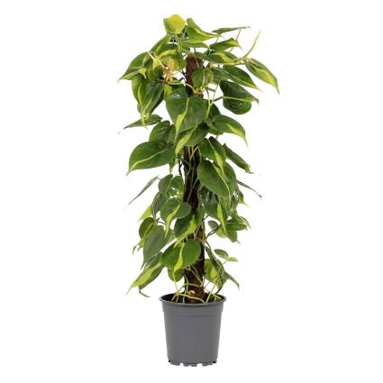 Bioma Plants Planta Philodendron Brasil, BIOMA