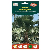Palm Seed Whashingtonia Filifera 1 unidade - Euro Garden