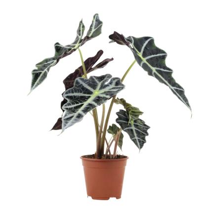 Bioma Plants Planta Alocasia polly, BIOMA