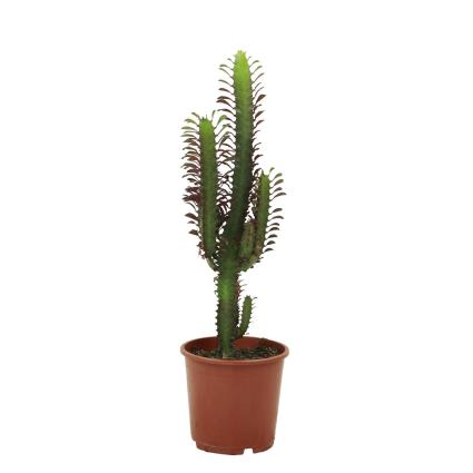 Bioma Plants Planta Euphorbia trigona, BIOMA