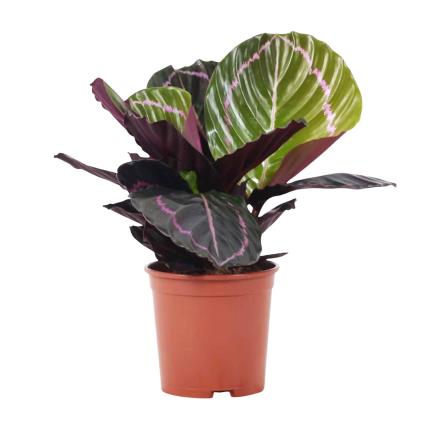 Bioma Plants Planta Calathea dottie, BIOMA