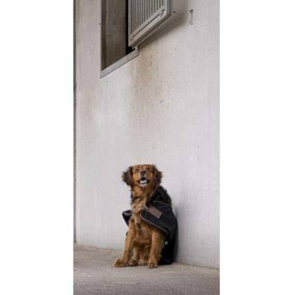 Diego & Louna Teddy Nylon Dog Rug Dourado 31 cm