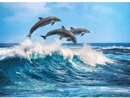 Puzzle  Delfines