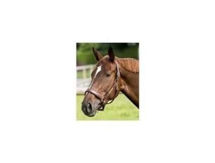 Cabresto de couro para cavalos ERIC THOMAS “Pro”
