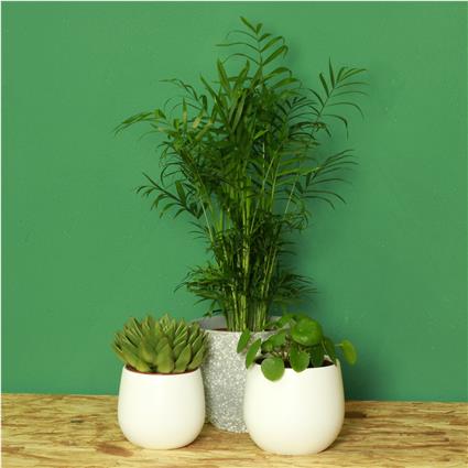 Bioma Plants Planta Pet friendly (conjunto 3), BIOMA