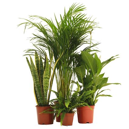 Bioma Plants Planta anti-humidade (conjunto 4), BIOMA