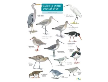 Livro guide to winter coastal birds de sue loughran (inglês)