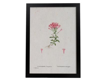 Póster NACNIC Natureza - 102. Pósters com ilustrações em aquarela de Pierre -Joseph Redouté.