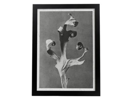 Perda Preta E Preta Piso 52. Pósters Com Ilustrações De Flores E Plantas Em Tons Cinzentos. Sem Quadro