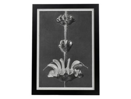 Lémina Black And Black Floor 26. Pósters Com Ilustrações De Flores E Plantas Em Tons Cinzentos. Sem Quadro
