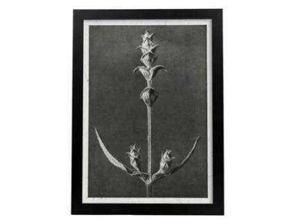 Lémina Black And White Floor 49. Pósters Com Ilustrações De Flores E Plantas Em Tons Cinzentos. Sem Quadro