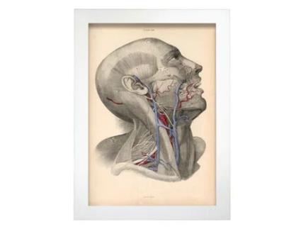 Pôster De Dissecção Da Cabeça De NACNIC Ilustrações Decorativas De Anatomia E Medicina Em Estilo Vintage Tamanho A3 Sem Quadro