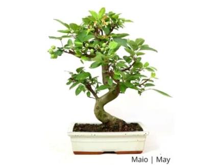 Bonsai Maceiria Everest de 17 anos - Luso Bonsai