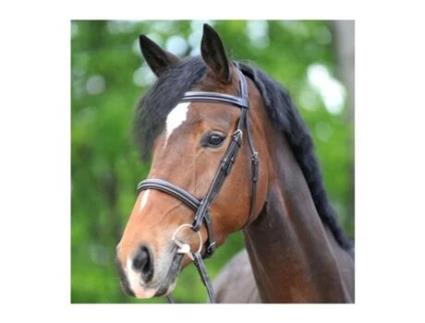 Cabeçotes de cavalo KAVALKADE Akila Hunter