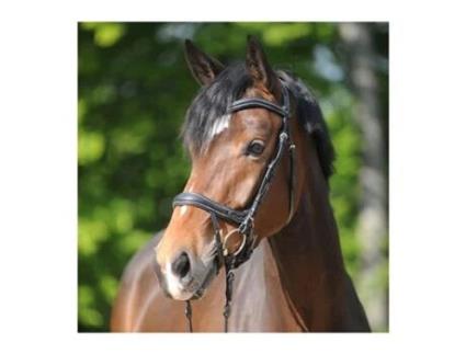 Cabeçotes de cavalo KAVALKADE Ivy Plus