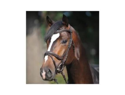 Cabeçadas para cavalos KAVALKADE Ivy