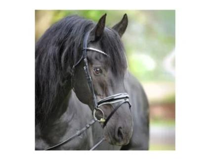 Cabresto de equitação combinado em inglês Kavalkade Juliana KavalSH7