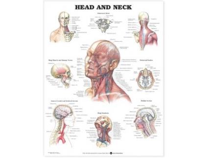 Livro head and neck anatomical chart de prepared for publication by anatomical chart company (inglês)