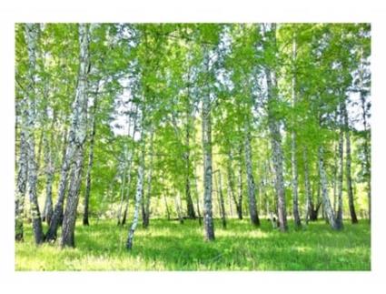 Papel de Parede WALLARENA Floresta Birchwood Natureza (Multicolor - 312x219 cm)