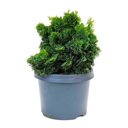 Bioma Plants Planta Cipreste Hinoki, BIOMA