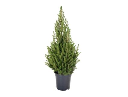 Planta Natural BIOMAPLANTS Picea Glauca Árvore de Natal Natural 90-100 Cm Vaso 21 Cm