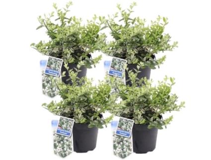 Arbustos PLANT IN A BOX Euonymus Harlequin Conjunto de 4 Pote 17Cm Altura 20-30Cm