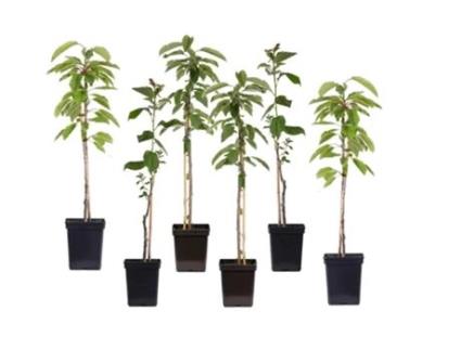 Árvores de Fruto PLANT IN A BOX Malus Braeburn Pyrus 'Doyenne Du Comice' Prunus 'Americana' Conjunto de 6 Pote 9Cm Altura 60-70Cm