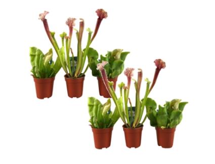 Plantas Verdes PLANT IN A BOX Sarracenia Purpurea Conjunto de 6 Pote 5.50Cm Altura 15-20Cm