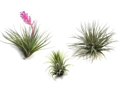 Air Plants PLANT IN A BOX Tillandsia Conjunto de 3 Pote 5Cm Altura 5-15Cm