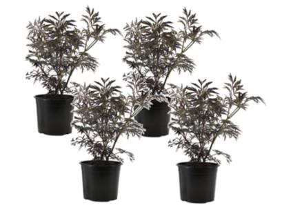 Arbustos PLANT IN A BOX Sambucus Nigra 'Black Lace' Conjunto de 4 Pote 17Cm Altura 25-40Cm