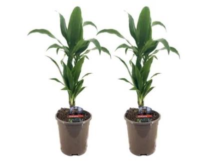 Plantas Verdes PLANT IN A BOX Dracaena Deremensis 'Janet Craig' Conjunto de 2 Pote 17Cm Altura 60-70Cm