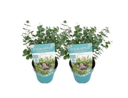 Arbustos PLANT IN A BOX Eucalyptus Pulverulenta 'Baby Blue' Conjunto de 2 Pote 15Cm Altura 35-45Cm