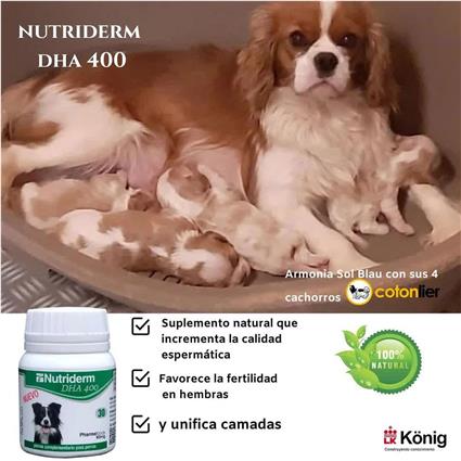 Konig Nutriderm Dha 400mg Dog Supplement 30 Units Transparente